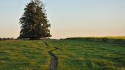 Havelange, un village où il fait bon vivre parmi les arbres remarquables Havelange, un village où il fait bon vivre parmi les arbres remarquables