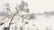 La neige a transformé les paysages de l'Ardenne en carte postale La neige a transformé les paysages de l'Ardenne en carte postale