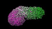 Un modèle humain d'embryon développé à partir de cellules souches 