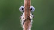 "Cache-Cache" - meilleure photo d'un animal volant "Cache-Cache" - meilleure photo d'un animal volant