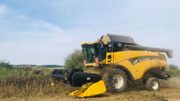 La récolte n'est pas simple. Il faut moissonner lentement et tenter de soulever les plantes avec la machine. Une bonne partie de la production peut rester au sol. La récolte n'est pas simple. Il faut moissonner lentement et tenter de soulever les plantes avec la machine. Une bonne partie de la production peut rester au sol.