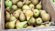 Un pesticide illégal retrouvé dans des poires de producteurs belges Un pesticide illégal retrouvé dans des poires de producteurs belges