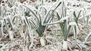 Le froid arrive. Comment protéger son jardin ? Le froid arrive. Comment protéger son jardin ?