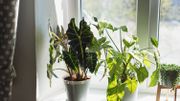 Le nouveau Feng Shui, pour donner du sens à votre intérieur Le nouveau Feng Shui, pour donner du sens à votre intérieur
