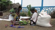 Environ 12.000 petits producteurs, principalement des femmes, bénéficient de ce projet. Environ 12.000 petits producteurs, principalement des femmes, bénéficient de ce projet.