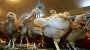 Verviers: la maladie de Newcastle détectée chez des poules d'ornement Verviers: la maladie de Newcastle détectée chez des poules d'ornement