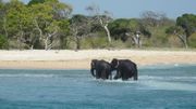 Sri Lanka: deux jeunes éléphants sauvés en pleine mer Sri Lanka: deux jeunes éléphants sauvés en pleine mer