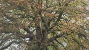 A vos votes namurois pour défendre l'arbre de l'année A vos votes namurois pour défendre l'arbre de l'année