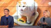 les problèmes de surpoids chez nos chats .......... les problèmes de surpoids chez nos chats ..........