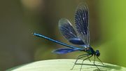 Besoin d'un point d'eau ? Et si on aménageait une mare naturelle dans notre jardin ? Besoin d'un point d'eau ? Et si on aménageait une mare naturelle dans notre jardin ?