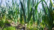 Des poireaux au potager Des poireaux au potager