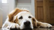 Votre chien pourrait être plus vieux que vous le pensiez Votre chien pourrait être plus vieux que vous le pensiez