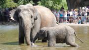 Remportez une rencontre privée avec les éléphants du parc Pairi Daiza Remportez une rencontre privée avec les éléphants du parc Pairi Daiza