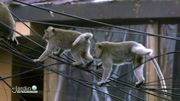 les macaques présent partout les macaques présent partout