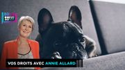 Un chiot à 1.800€ meurt 10 jours après avoir été remis à sa propriétaire Un chiot à 1.800€ meurt 10 jours après avoir été remis à sa propriétaire