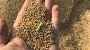 La récolte du millet, qui servira notamment dans des plats végétariens transformés. La récolte du millet, qui servira notamment dans des plats végétariens transformés.