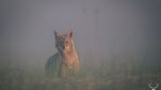 Initiez vous à la photographie animalière Initiez vous à la photographie animalière