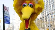 Après 50 ans à jouer l'oiseau "Big Bird" à la télé, il raccroche Après 50 ans à jouer l'oiseau "Big Bird" à la télé, il raccroche
