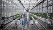 La firme canadienne Tilray, pionnière du cannabis thérapeutique, nous a ouvert les portes de son usine au Portugal La firme canadienne Tilray, pionnière du cannabis thérapeutique, nous a ouvert les portes de son usine au Portugal