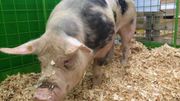 Celui ci est un porc pietrain, du 100% wallon. Un verrat placide puisque ses croisements le font résister au stress. Un jeune homme de de 15 mois ! Belle bête. Celui ci est un porc pietrain, du 100% wallon. Un verrat placide puisque ses croisements le font résister au stress. Un jeune homme de de 15 mois ! Belle bête.