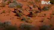 Le bush australien envahi par… des dromadaires Le bush australien envahi par… des dromadaires