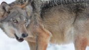Un loup des Apennins. Un loup des Apennins.