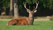 De la mi-septembre à la mi-octobre, écoutez le brame du cerf De la mi-septembre à la mi-octobre, écoutez le brame du cerf