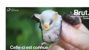 Connue pour sa petite taille, la chauve-souris blanche est menacée d'extinction Connue pour sa petite taille, la chauve-souris blanche est menacée d'extinction