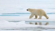 Ours polaire, embème de l'Arctique Ours polaire, embème de l'Arctique