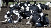 Les ruminants produisent du méthane en digérant Les ruminants produisent du méthane en digérant