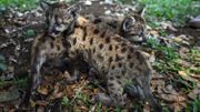 Pumas mexicains : deux naissances au zoo, espoirs pour la sauvegarde de l'espèce Pumas mexicains : deux naissances au zoo, espoirs pour la sauvegarde de l'espèce