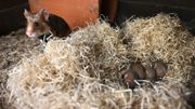 Un grand hamster d'Alsace et sa progéniture, à Jungholtz, le 23 juillet 2020. Un grand hamster d'Alsace et sa progéniture, à Jungholtz, le 23 juillet 2020.