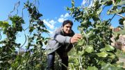 Au "meilleur restaurant du monde" Mauro Colagreco s'engage dans la biodynamie Au "meilleur restaurant du monde" Mauro Colagreco s'engage dans la biodynamie