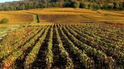La Champagne et la Bourgogne viticoles inscrites au patrimoine de l'Unesco