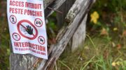 Peste porcine africaine: nouveau bilan de 98 sangliers infectés par le virus Peste porcine africaine: nouveau bilan de 98 sangliers infectés par le virus