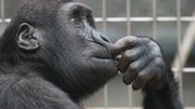 Quel avenir pour ce singe ? Quel avenir pour ce singe ?