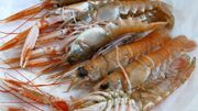 Les langoustines sont plus grandes. Les langoustines sont plus grandes.