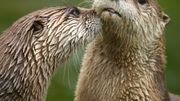 Biodiversité : la loutre signe son grand retour en Wallonie Biodiversité : la loutre signe son grand retour en Wallonie
