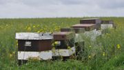 Une floraison précoce… la saison du colza se termine déjà Une floraison précoce… la saison du colza se termine déjà