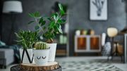 Prendre soin de ses plantes d'intérieur Prendre soin de ses plantes d'intérieur