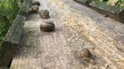 Bientôt l'heure de l'hibernation pour les escargots Bientôt l'heure de l'hibernation pour les escargots