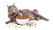 Les problèmes de surpoids chez nos chats : un fléau énorme Les problèmes de surpoids chez nos chats : un fléau énorme