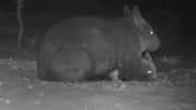 En Australie, naissance d'un rarissime wombat à nez poilu du Nord En Australie, naissance d'un rarissime wombat à nez poilu du Nord
