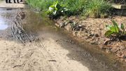 Les habitants de Warneton estiment que les dégâts présents sur le Ravel sont du à la présence de Clarebout©AG Les habitants de Warneton estiment que les dégâts présents sur le Ravel sont du à la présence de Clarebout©AG