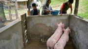 Nubia Gaona et ses fils Jaime Alejandro et Arley David nourrissent leurs cochons dans leur ferme de Chipaque, en Colombie, le 6 juin 2020. Nubia Gaona et ses fils Jaime Alejandro et Arley David nourrissent leurs cochons dans leur ferme de Chipaque, en Colombie, le 6 juin 2020.