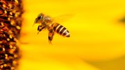Isabelle Saporta : "Chère abeille, sans toi on va perdre chaque année 153 milliards d'euros"