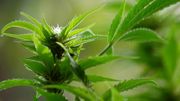 Plusieurs peines de 40 mois de prison ferme pour des plantations de cannabis à Genappe Plusieurs peines de 40 mois de prison ferme pour des plantations de cannabis à Genappe