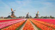 Les champs de tulipes aux Pays-Bas Les champs de tulipes aux Pays-Bas