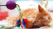 Jouets, friandises, vêtements... Le joyeux Noël des animaux. Jouets, friandises, vêtements... Le joyeux Noël des animaux.