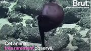Une étrange créature observée dans les fonds marins hawaïens Une étrange créature observée dans les fonds marins hawaïens
